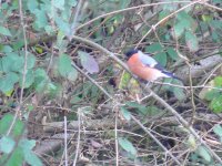 L1130215_Bullfinch.jpg