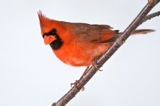 Cardinal.jpg