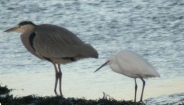 heron and little egret anagassan nov 04.jpg