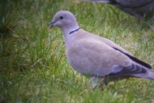 collared dove.jpg