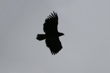 White-tailed Eagle rain.jpg