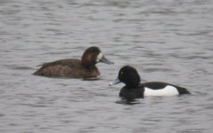 scaup-tw210208.jpg