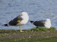 Lesser black backed gull.jpg