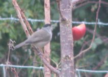 blackcap.jpg