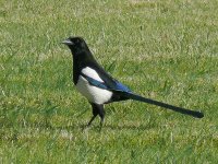 L1140063_Magpie.jpg