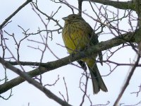 L1140117_Cirl Bunting.jpg