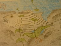 fish drawings 003.jpg