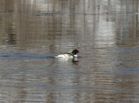 Common Merganser.jpg