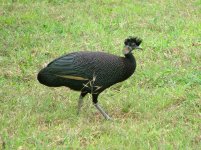 Crested Guineafowl - Phinda, KZN 8th Nov 2007.jpg