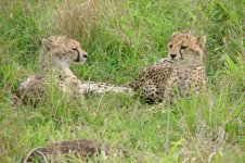 cheetah cubs.jpg