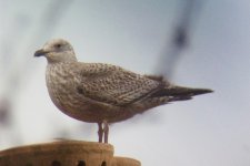 Herring Gull juv.jpg