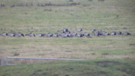 Barnacle Goose DSC01804 bf resize.jpg