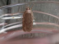 Poss Agonopterix heracliana 3627.jpg