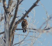 Redshouldered Hawk.jpg