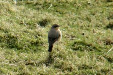 01 WHEATEAR HOLLINSCLOUGH 160308.jpg