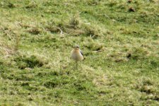 02 WHEATEAR HOLLINSCLOUGH 160308.jpg