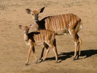 Nyala - mother & young.jpg