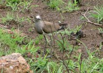 Senegal Lapwing.jpg