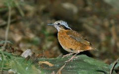 Eared-Pitta_trail-6.jpg