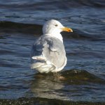 Glaucxherring gull.JPG