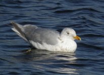 GlaucxHerring Gull2.JPG