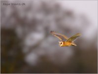 Barn-Owl-D-B.jpg