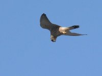 L1130268_Kestrel.jpg