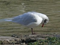 L1130274_Mediterranean Gull.jpg