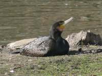 L1130306_Great Cormorant.jpg