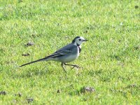 L1130340_White Wagtail.jpg