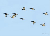 mixedducks1_net.jpg