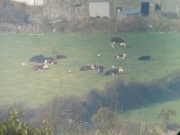 cattle egreta.jpg