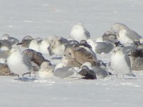 Iceland Gull.jpg