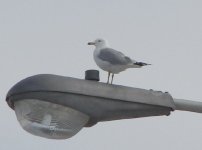 RB Gull.jpg