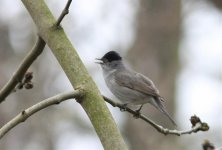 Blackcap.jpg