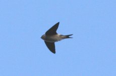 HouseMartin.JPG