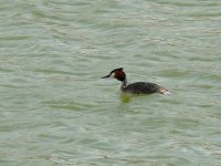 L1150830_Great Crested Grebe.jpg