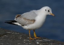 BH Gull  1w Nimmos Pier Galway 170208 Imgp7868.jpg