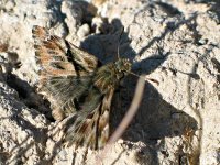 IMG_0529_Mallow Skipper.jpg