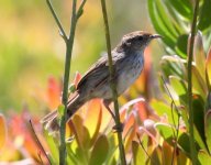 tn_grey-backed cisticola 2.jpg