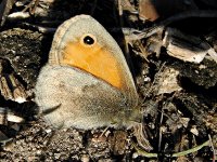 DSCN4774_Small Heath.jpg