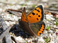 DSCN4784_Small Copper.jpg