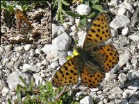 L1160058_Queen-of-Spain Fritillary.jpg