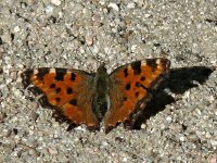 L1160112_Large Tortoiseshell.jpg