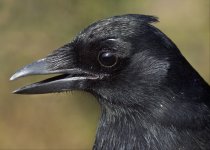 Magpie.jpg