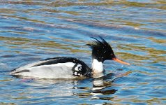 Merganser210308.jpg