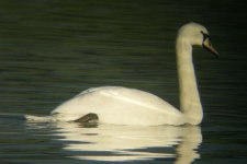 mute swan.jpg