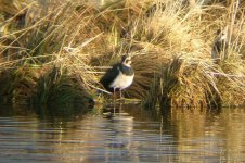 lapwing.jpg