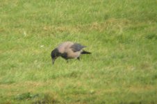 Hooded crow.jpg