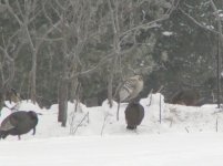 Wild Turkeys.jpg